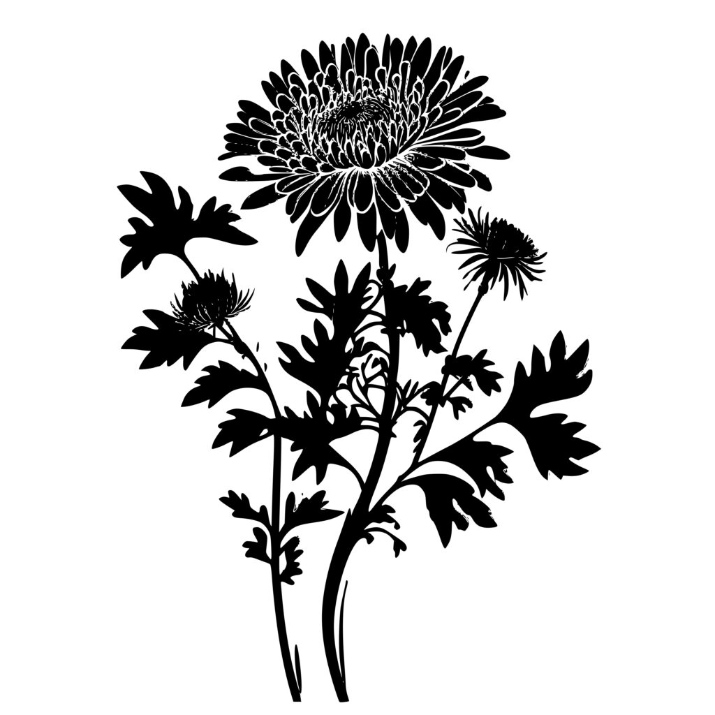 Chrysanthemum SVG File for Cricut, Silhouette, Laser Machines | Instant