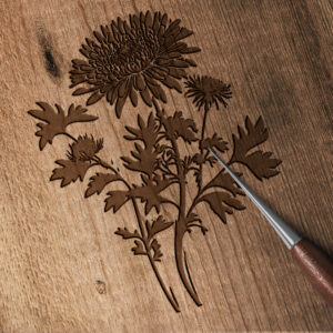Chrysanthemum – Creative Meadow