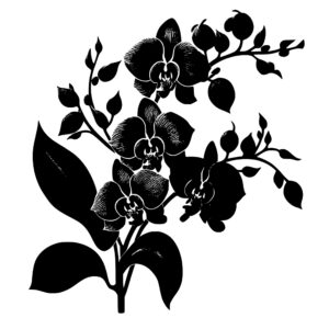 1124_Orchid_1682.jpeg
