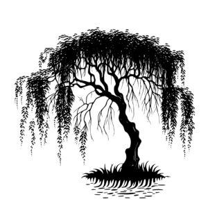 1147_Willow_Tree_8277.jpeg