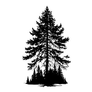 1152_Spruce_Tree_3628.jpeg