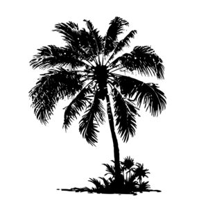 1163_Palm_Tree_3430.jpeg