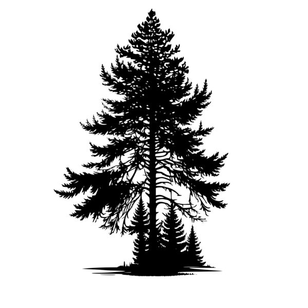 1166_Spruce_Tree_8270.jpeg