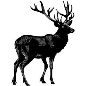 1212_Reindeer_7063.jpeg