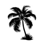 Palm Tree