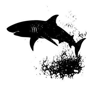 1371_Shark_4384.jpeg