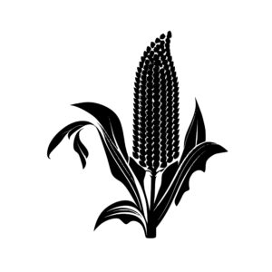 1704_Corn_6245.jpeg