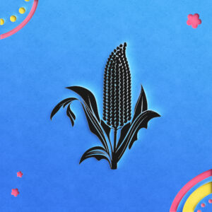 1704_Corn_6245-transparent-paper_cut_out_1.jpg