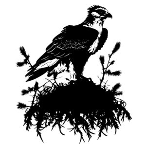 280_Osprey_on_a_nest_5375.jpeg
