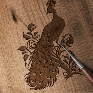 290_Peacock_displaying_feathers_8719-transparent-wood_etching_1.jpg