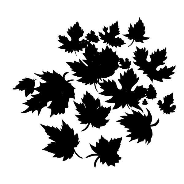 3056_Maple_leaves_7768.jpeg