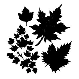3057_Maple_leaves_8224.jpeg