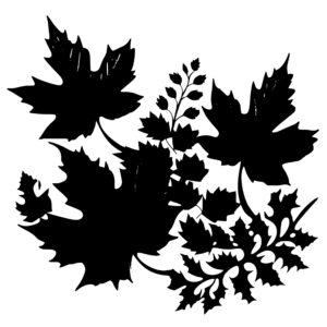 3058_Maple_leaves_7635.jpeg