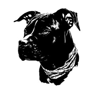 414_American_Pit_Bull_Terrier_with_a_bandana_9896.jpeg