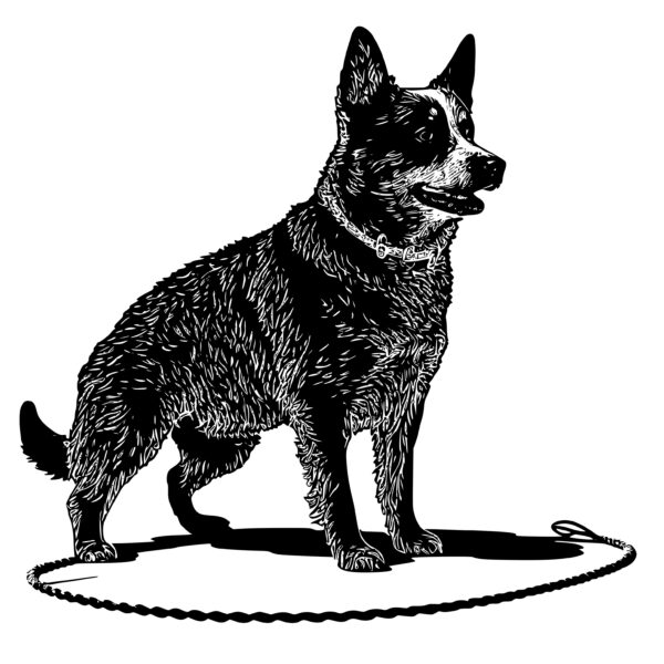 423_Australian_Cattle_Dog_with_a_lasso_4851.jpeg