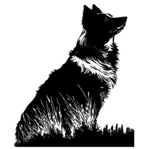 427_Border_Collie_5140.jpeg