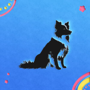 430_Border_Collie_5529-transparent-paper_cut_out_1.jpg