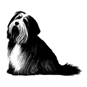 Bearded Collie With A Brush