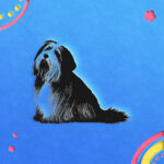 438_Bearded_Collie_with_a_brush_7959-transparent-paper_cut_out_1.jpg