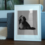 438_Bearded_Collie_with_a_brush_7959-transparent-picture_frame_1.jpg