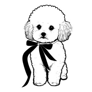 458_Bichon_Frise_with_a_ribbon_7002.jpeg