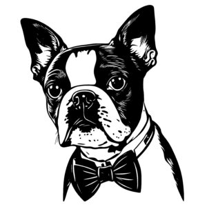 Boston Terrier with a Bow Tie
