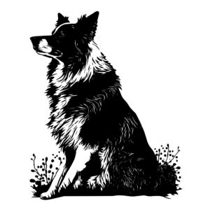 471_Border_Collie_4051.jpeg