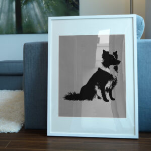 472_Border_Collie_2822-transparent-picture_frame_1.jpg