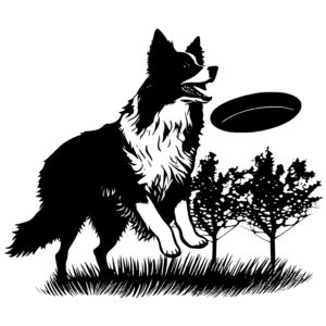 Border Collie With A Frisbee