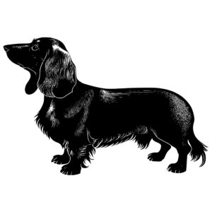483_Dachshund_9575.jpeg