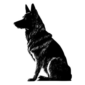 499_German_Shepherd_7600.jpeg