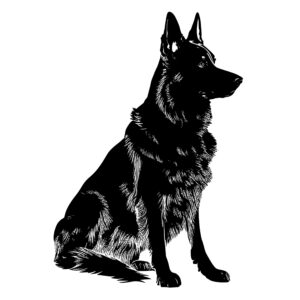 500_German_Shepherd_2080.jpeg