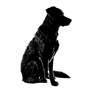 501_Dog_sitting_attentively_5436.jpeg