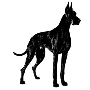 503_Great_Dane_1037.jpeg