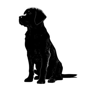 516_Labrador_Retriever_5837.jpeg
