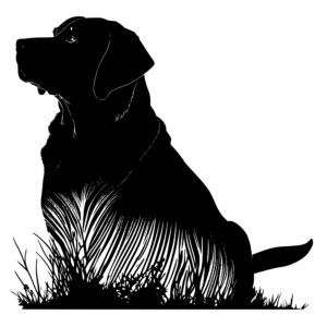 517_Labrador_Retriever_2211.jpeg