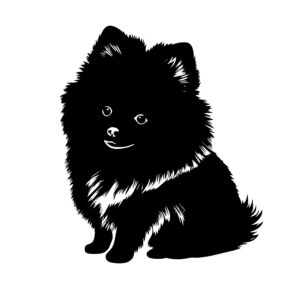 522_Pomeranian_4379.jpeg