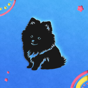 522_Pomeranian_4379-transparent-paper_cut_out_1.jpg