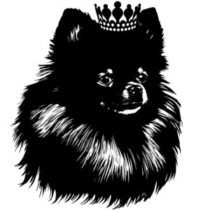 525_Pomeranian_with_a_tiara_2413.jpeg