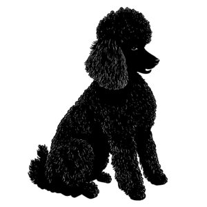 527_Poodle_8170.jpeg
