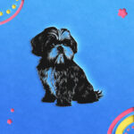 531_Shih_Tzu_7127-transparent-paper_cut_out_1.jpg