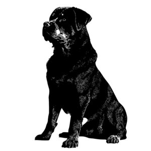 544_Rottweiler_1402.jpeg