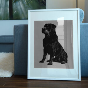 544_Rottweiler_1402-transparent-picture_frame_1.jpg