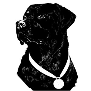 Rottweiler with a Medal