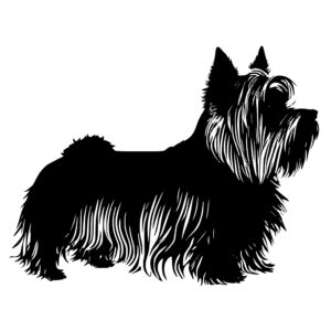 551_Yorkshire_Terrier_8831.jpeg