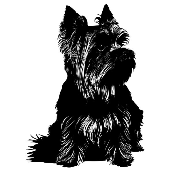 552_Yorkshire_Terrier_7314.jpeg