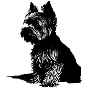 553_Yorkshire_Terrier_5154.jpeg