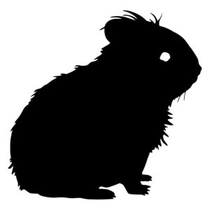 567_Guinea_Pig_1908.jpeg