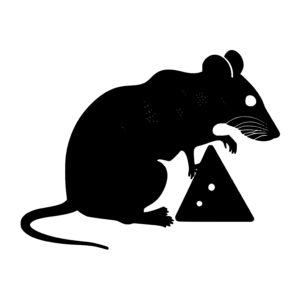 Rat With A Piece Of Cheese