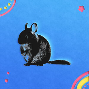 622_Chinchilla_8698-transparent-paper_cut_out_1.jpg